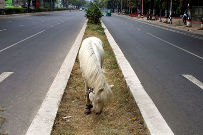 A horse in the middle of road