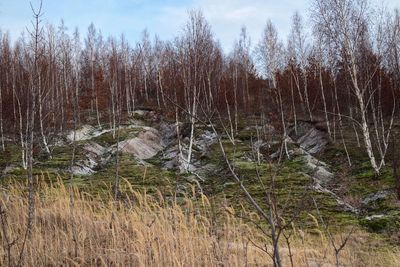 View of bare trees in forest