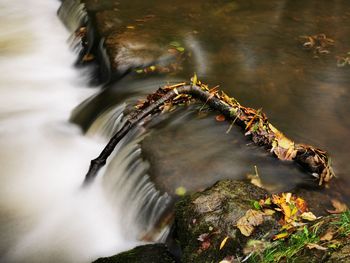 Close-up of crab on rock by river