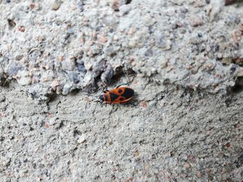 Close-up of ladybug