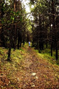 Trees in forest