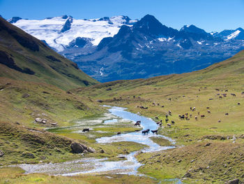 Cows walking on grassy field against mountains