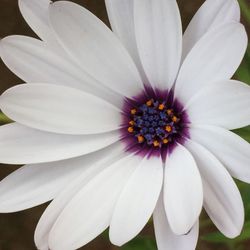 Close-up of white flowers