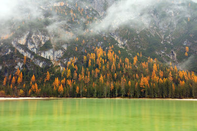 Trees by lake in forest during autumn