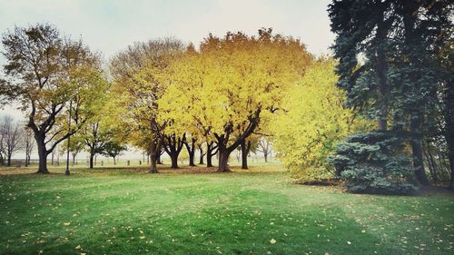 Trees growing on landscape