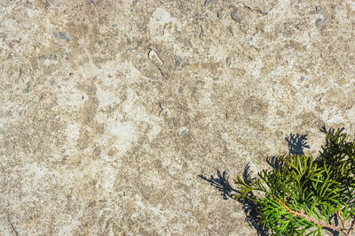 High angle view of plant on beach