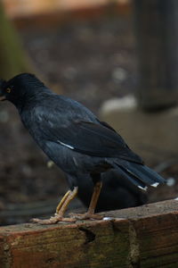 Close-up of bird perching on a wall
