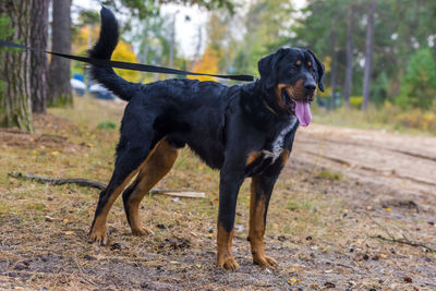 Dog standing on field