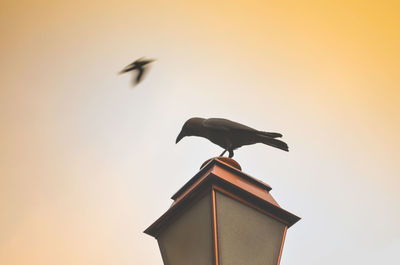 Low angle view of seagull flying against clear sky