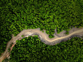 High angle view of road amidst plants