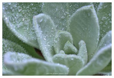 Close-up of snow on plant