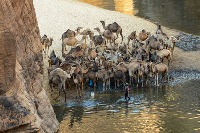 Man standing with herd of camels by lake 