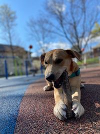 Close-up of a dog on road