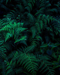 Closeup nature view of fern leaf background and dark tone