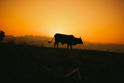 Silhouette horse standing on field against orange sky