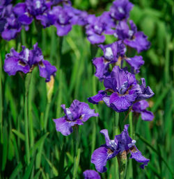 Close-up of purple flowering plants
