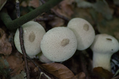 Close-up of mushrooms