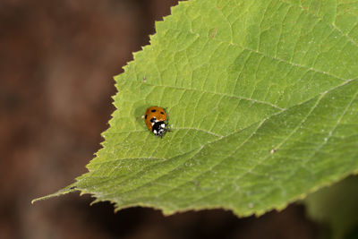 Close-up of insect on leaf