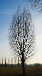 Bare tree on field against sky