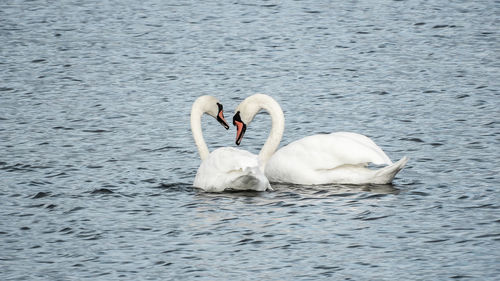 Swan floating on lake