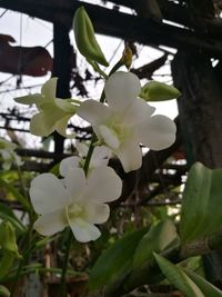 Close-up of white flowers