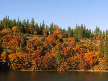 Scenic view of lake by trees in forest against clear sky