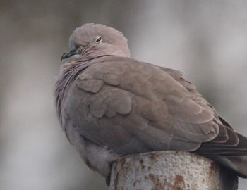 Close-up of bird perching outdoors