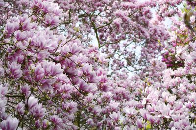 Close-up of pink cherry blossom