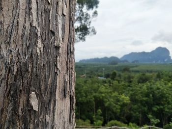 Close-up of tree trunk against sky