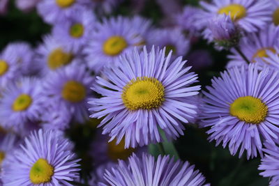 Close-up of purple flowering plants