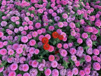 High angle view of pink flowering plants