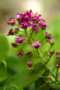 Close-up of pink flowering plants