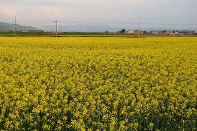 Scenic view of oilseed rape field against sky