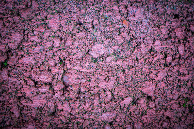 Full frame shot of pink cherry blossom