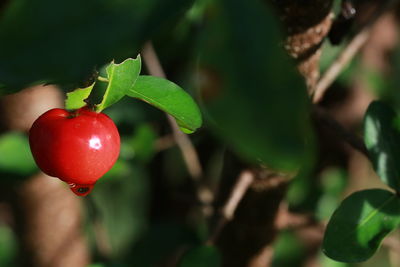 Close-up of strawberry growing on plant