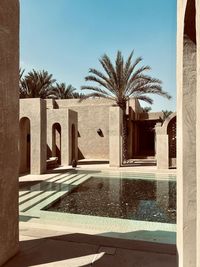 palm tree