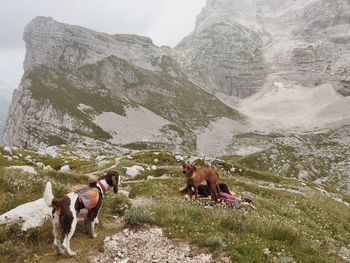 Dog on mountain road