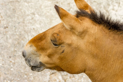 Close-up of an animal