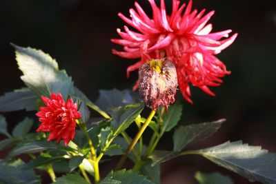 Close-up of red pink flowers