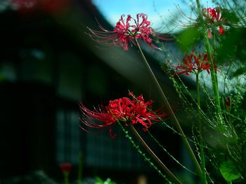 Close-up of red flowering plant