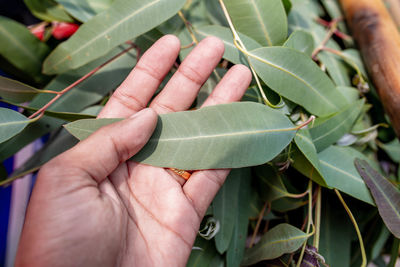 Close-up of hand holding leaves