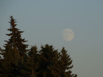 Low angle view of moon against clear sky at night