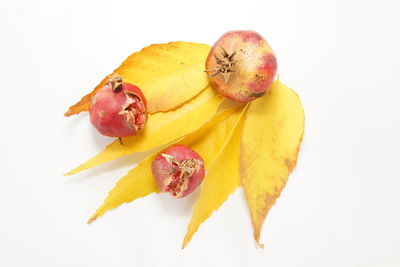 High angle view of fruits against white background