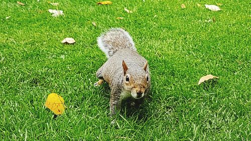 High angle view of squirrel on field