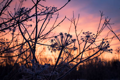 Close-up of silhouette plants against sky during sunset