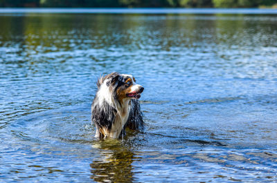 Dog swimming in lake