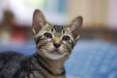 Close-up portrait of kitten sitting at home