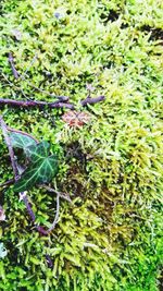 Close-up of fresh green plants