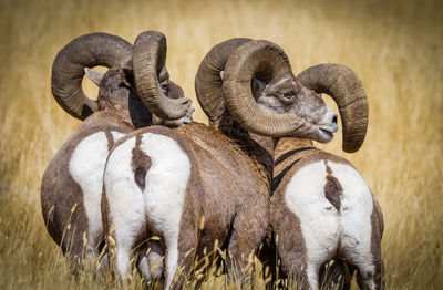 View of an animal on field