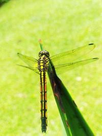 Close-up of dragonfly on leaf